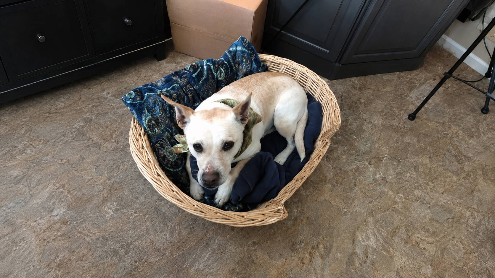 Jacon resting in his basket shortly after coming home with us.